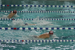 半岛体育官网-荷兰队在游泳比赛中取得胜利，荷兰队友